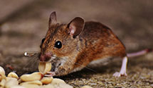 24 Hour & Emergency Exterminators in Four Oaks, KY